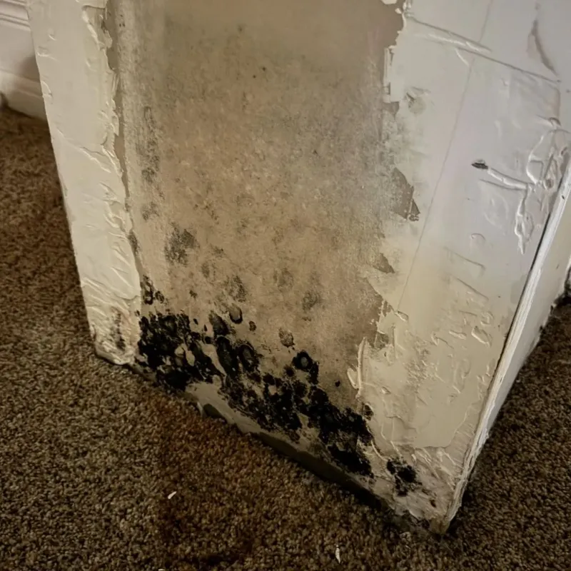 Professional Mold Removal in Blackwater, AZ